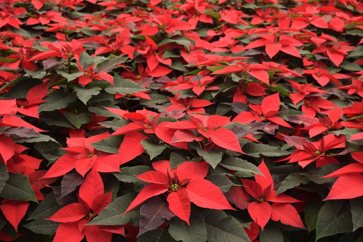 La leggenda della stella di Natale