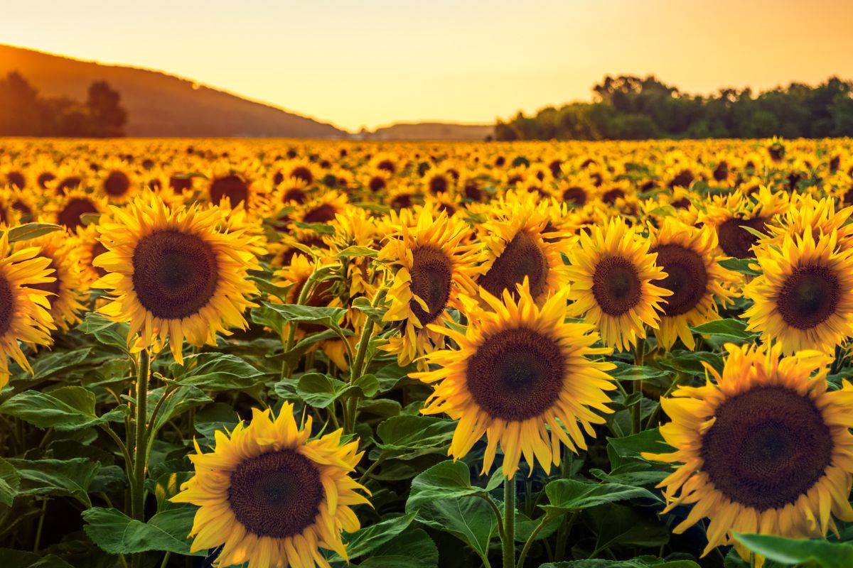 la leggenda del girasole