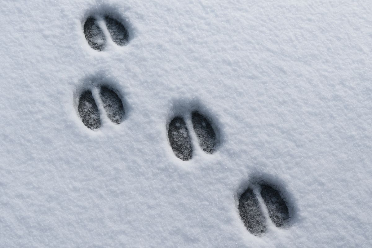 impronte del diavolo in devon